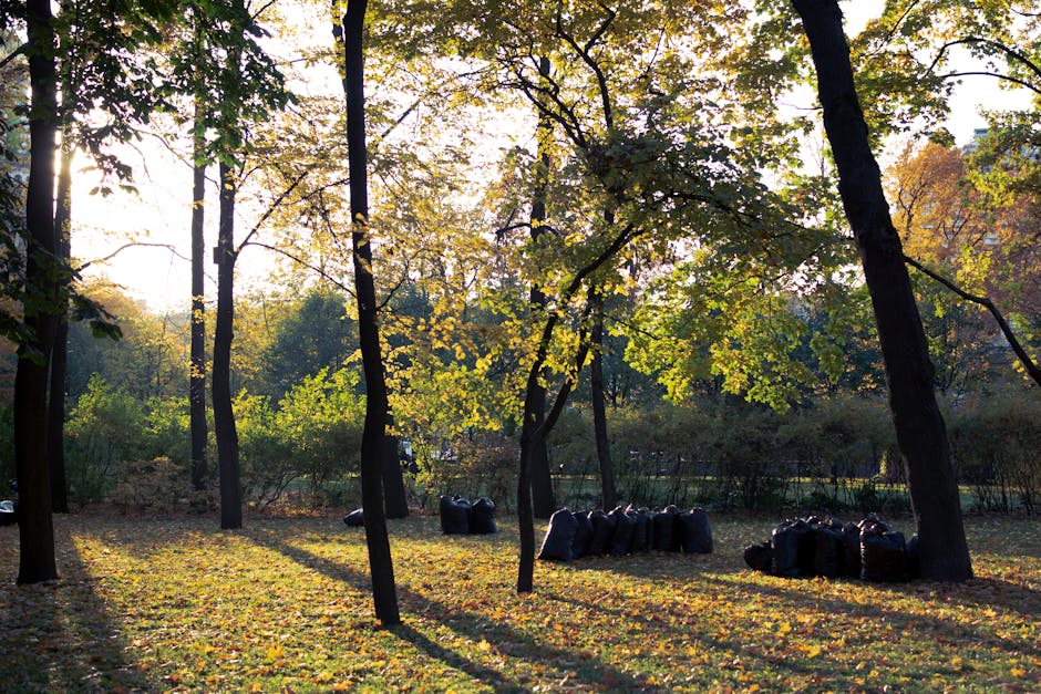 A park scene depicted in natural daylight shows tall, slender trees with dark trunks and branches, some with green leaves and others with yellowing foliage, indicating an autumn setting. The ground is