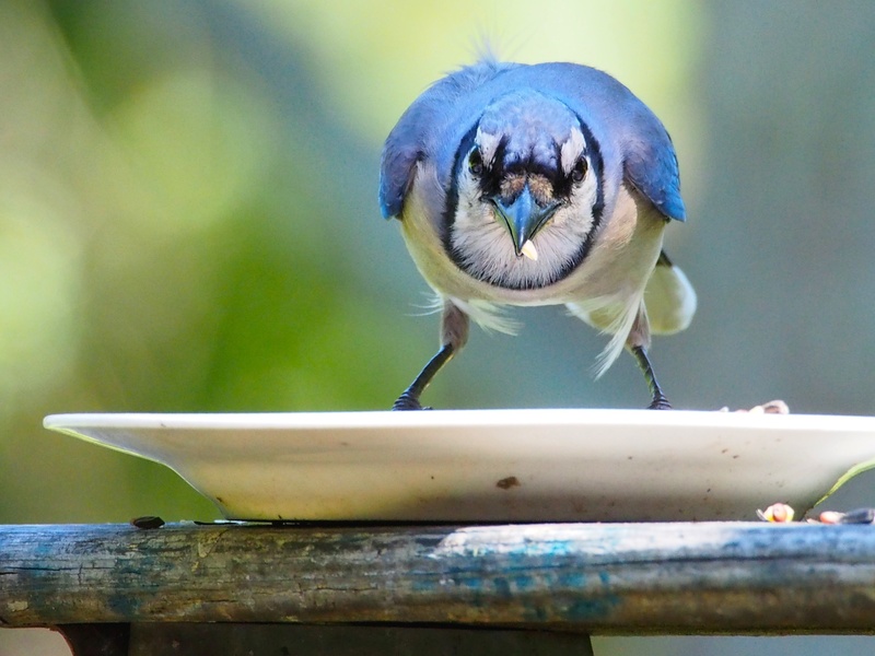 waste disposal Appliances